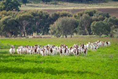 Farm Sold - NSW - Wattamondara - 2794 - 327AC* HIGH PRODUCTION FARMING & LIVESTOCK FATTENING COUNTRY  (Image 2)