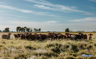 Farm Auction - QLD - Dalby - 4405 - The Complete Lifestyle Package – Location, Cattle Production and Rural Lifestyle  (Image 2)
