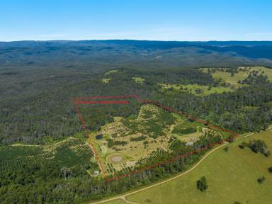 Farm For Sale - NSW - Tabulam - 2469 - Elevated with Views and Income  (Image 2)