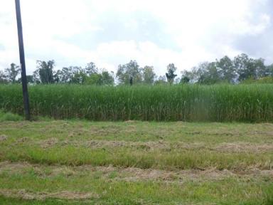 Farm For Sale - QLD - Long Pocket - 4850 - 1.25 HECTARE (OVER 3 ACRE) PROPERTY WEST OF INGHAM!  (Image 2)