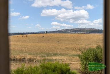Farm Sold - NSW - Eglinton - 2795 - "Ponderosa", 439* Acres, Dress Circle Location  (Image 2)