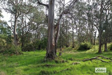 Farm For Sale - VIC - Woodside - 3874 - Endless Possibilities  (Image 2)