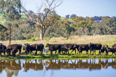 Farm Sold - NSW - Cowra - 2794 - PRIME, ALL ARABLE 264 ACRES*, 10MINS FROM THE CBD WITH A BUILDING ENTITLEMENT!  (Image 2)