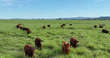 Farm Sold - QLD - Rolleston - 4702 - Arcadia Valley Beef Powerhouse  (Image 2)