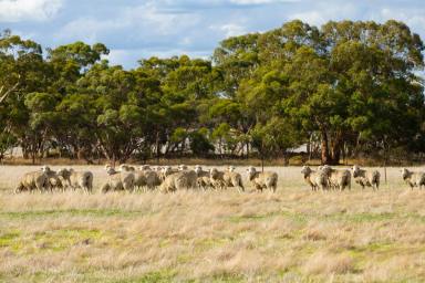Farm For Sale - VIC - Nurcoung - 3401 - VERSATILE CROPPING & LIVESTOCK COUNTRY - WEST WIMMERA  (Image 2)