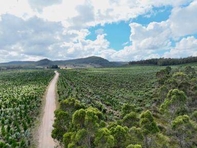 Farm For Sale - TAS - Exton - 7303 - Land Bank with Future Income  (Image 2)