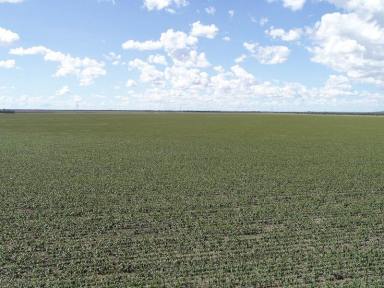 Farm Sold - QLD - Dysart - 4745 - Dryland Cropping & Cattle with Scale  (Image 2)