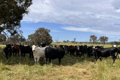 Farm Sold - NSW - Lyndhurst - 2797 - FAMILY HOME ON 37AC* + VACANT 40AC* (BUY ONE OR BOTH 77AC*)  (Image 2)