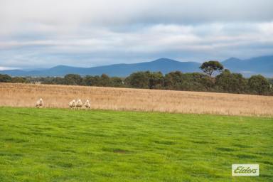 Farm For Sale - VIC - Moyston - 3377 - 'Herbertsons' 597 Acres Cropping/Grazing - Moyston/Willaura District  (Image 2)