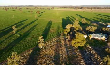 Farm For Sale - NSW - Bribbaree - 2594 - Trandee - Excellent Mixed Farm Operation  (Image 2)