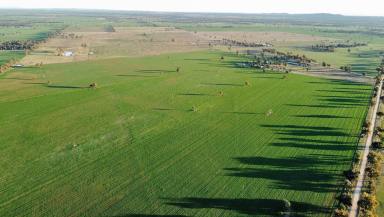 Farm For Sale - NSW - Bribbaree - 2594 - Trandee - Excellent Mixed Farm Operation  (Image 2)