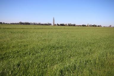 Farm Sold - VIC - Tongala - 3621 - QUALITY SOIL TYPES - 137 ACRES - REDUCED PRICE  (Image 2)