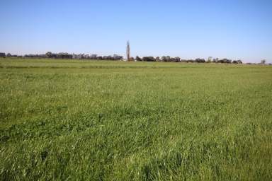 Farm Sold - VIC - Tongala - 3621 - QUALITY SOIL TYPES - 137 ACRES - REDUCED PRICE  (Image 2)