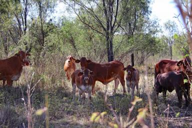 Farm Sold - QLD - Jambin - 4702 - Callide Valley Grazing  (Image 2)
