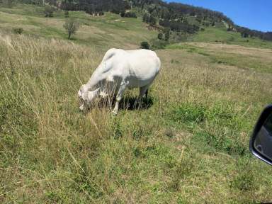 Farm Sold - QLD - Mount Whitestone - 4347 - 407 ACRES OF GOOD QUALITY GRAZING WITH CREEK FLATS AND MA MA CREEK RUNNING THROUGH  (Image 2)