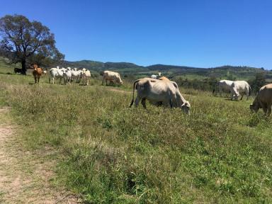 Farm Sold - QLD - Mount Whitestone - 4347 - 407 ACRES OF GOOD QUALITY GRAZING WITH CREEK FLATS AND MA MA CREEK RUNNING THROUGH  (Image 2)