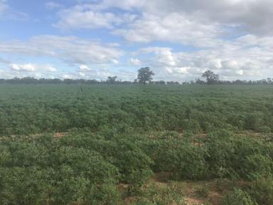Farm Sold - NSW - Coonamble - 2829 - Agriculturalists who wish to invest in diversified production would be wise to consider this substantial parcel of land in the Coonamble district.  (Image 2)