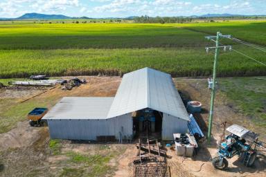 Farm For Sale - QLD - Marian - 4753 - 250 ACRES FARMING LAND - MARIAN  (Image 2)