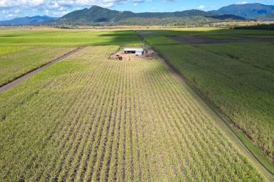 Farm For Sale - QLD - Marian - 4753 - 250 ACRES FARMING LAND - MARIAN  (Image 2)