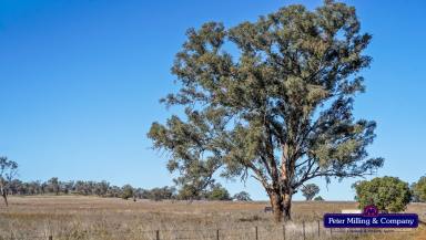Farm Sold - NSW - Wellington - 2820 - Productive Yellow Box and Basalt Country  (Image 2)