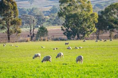 Farm Sold - NSW - Canowindra - 2804 - 860AC* BLUE RIBBON FARMING & GRAZING PROPERTY  (Image 2)