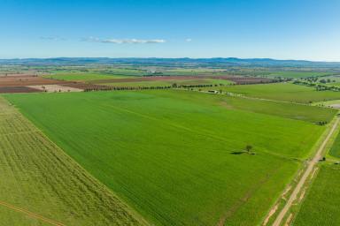 Farm For Sale - NSW - Canowindra - 2804 - 860AC* BLUE RIBBON FARMING & GRAZING PROPERTY  (Image 2)