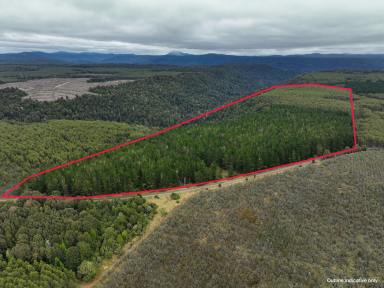 Farm For Sale - TAS - Parrawe - 7321 - Rare Forestry Opportunity Close to Hampshire Mill  (Image 2)