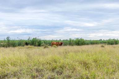 Farm Sold - QLD - Emerald  - 4720 - "TAHJ PARK"   (Image 2)