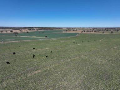Farm Sold - NSW - Graman - 2360 - Large Cattle Breeding, Finishing & Cropping Platform  (Image 2)
