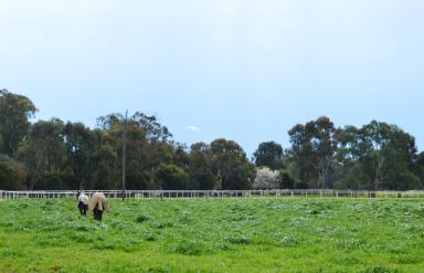 Farm Sold - NSW - Wagga Wagga - 2650 - Yirribee Homestead on the Murrumbidgee  (Image 2)