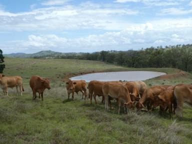Farm Sold - QLD - Wilson Valley - 4625 - "TAYLORS" FATTENING COUNTRY  (Image 2)