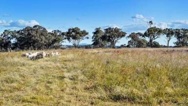 Farm For Sale - NSW - Molong - 2866 - 'Top Oaks'  (Image 2)