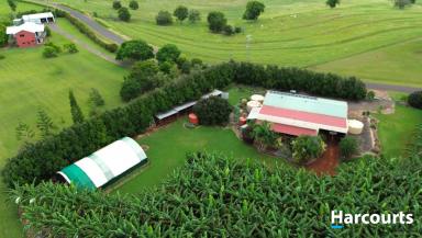Farm For Sale - QLD - North Isis - 4660 - 7.4 ACRES - RED SOIL - BANANA FARM - GREAT LIFESTYLE  (Image 2)