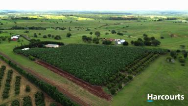 Farm For Sale - QLD - North Isis - 4660 - 7.4 ACRES - RED SOIL - BANANA FARM - GREAT LIFESTYLE  (Image 2)