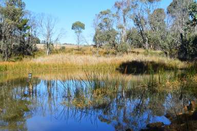 Farm For Sale - NSW - Tumbarumba - 2653 - High rainfall grazing at Foothills of the Snowy Mountains  (Image 2)