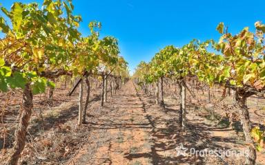 Farm For Sale - VIC - Merbein - 3505 - Highly Maintained Sultana Vineyard  (Image 2)