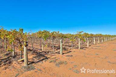 Farm For Sale - VIC - Merbein - 3505 - Highly Maintained Sultana Vineyard  (Image 2)