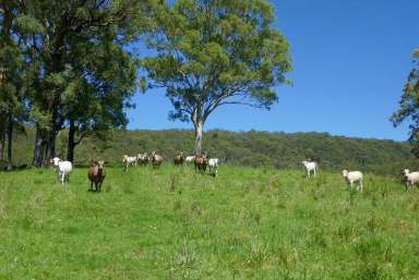 Farm For Sale - NSW - Kyogle - 2474 - HANDY TO THE COAST  (Image 2)