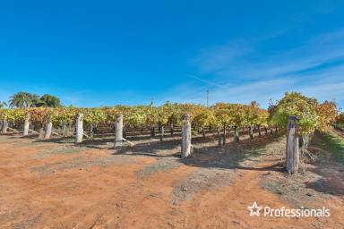 Farm For Sale - VIC - Red Cliffs - 3496 - 17 Acre Table Grape Vineyard with Family Home  (Image 2)