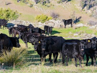 Farm Sold - NSW - Tumbarumba - 2653 - High Rainfall Grazing Within the Scenic Ournie Valley  (Image 2)