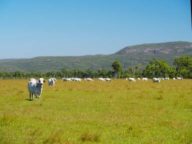 Farm Auction - QLD - St Lawrence - 4707 - Breeding – Backgrounding – Beef Production  (Image 2)