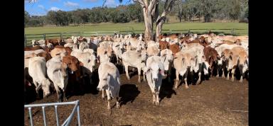 Farm For Sale - NSW - Inverell - 2360 - Productive Stock Property  (Image 2)