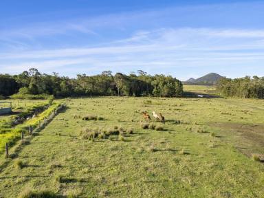 Farm For Sale - QLD - Wamuran - 4512 - 4-Bedroom Workers Cottage on 40 acres Prime farming land - Reduced Price!  (Image 2)
