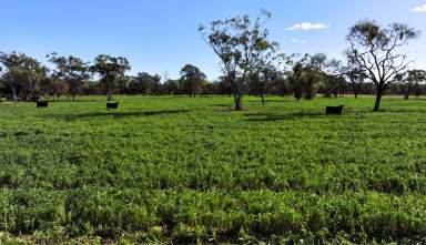 Farm For Sale - NSW - Moree - 2400 - Institutional Grade Dryland Cropping and Grazing  (Image 2)