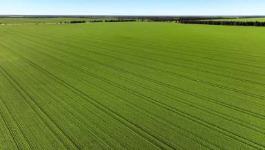 Farm For Sale - NSW - Moree - 2400 - Institutional Grade Dryland Cropping and Grazing  (Image 2)