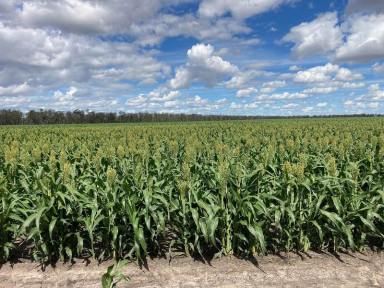 Farm For Sale - NSW - Moree - 2400 - Institutional Grade Dryland Cropping and Grazing  (Image 2)