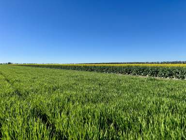 Farm For Sale - NSW - Moree - 2400 - Institutional Grade Dryland Cropping and Grazing  (Image 2)