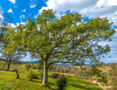 Farm Sold - NSW - Cobargo - 2550 - ENDLESS POSSIBILITIES IN COBARGO  (Image 2)