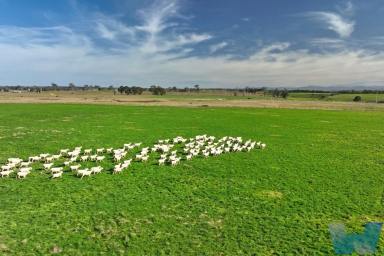 Farm Sold - VIC - Hillside - 3875 - Ultimate Country Lifestyle  (Image 2)