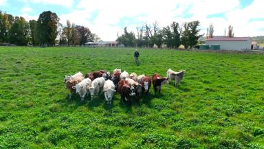 Farm Sold - NSW - Glen Innes - 2370 - Equine, Livestock & Lifestyle.  (Image 2)